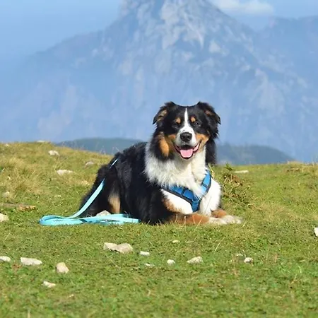 Pungg Appartamento *