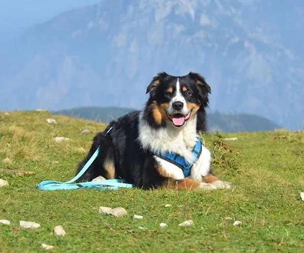 Pungg Апартаменты *